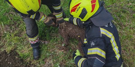 Vatrogasci spasili psa - 4