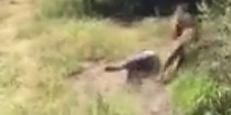 Vlasnika poznatog safari parka napao lav i odvukao ga u grmlje kao da je ništa (Screenshot Twitter)
