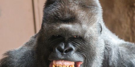 Ovaj gorila stvarno voli kameru, a i ona njega (Foto: Profimedia)