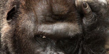 Ovaj gorila stvarno voli kameru, a i ona njega (Foto: Profimedia)