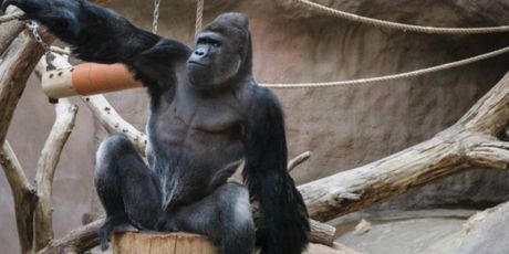 Ovaj gorila stvarno voli kameru, a i ona njega (Foto: Lucie Stepnickova)