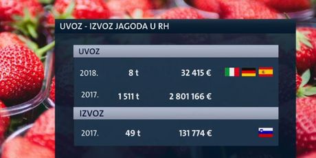 Slavonci se okreću proizvodnji jagoda (Foto: Dnevnik.hr) - 3