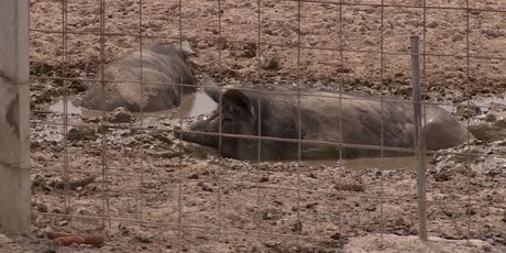 Upeterostručen uzgoj crne slavonske svinje (Foto: Dnevnik.hr) - 2