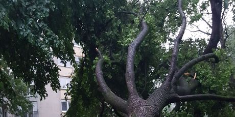 Vjetar srušio stablo u Utrini (Foto: Čitatelj)