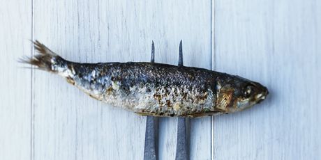 Sardina