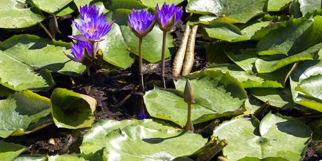 Bogata vegetacija - Lotus cvijet