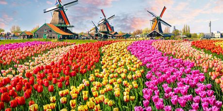 Tulipani - 2