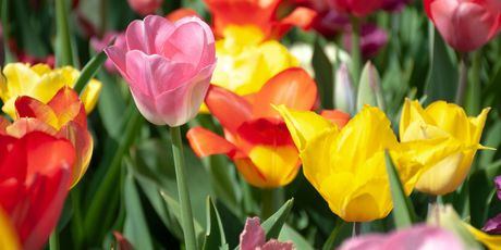 Tulipani - 4