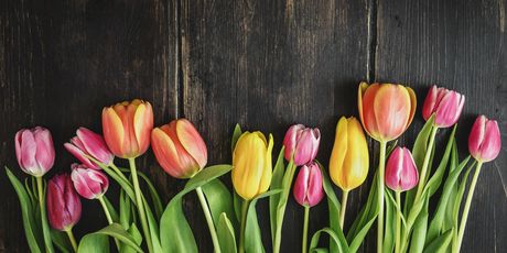 Tulipani - 5