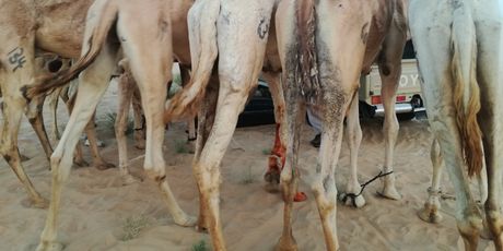 Rub\' al Khali - 5