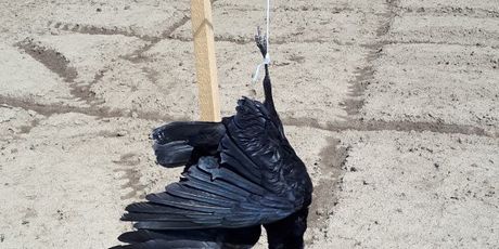 Obješena vrana korištena kao strašilo (Foto: Čitatelj)