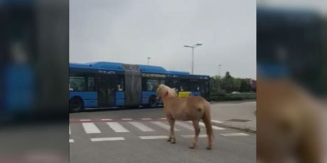 Konj na cesti (Foto: Dnevnik.hr)