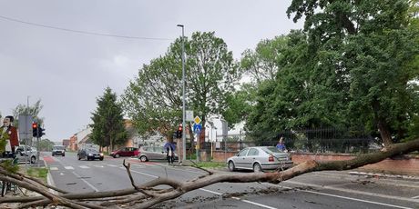 Srušeno stablo u centru Đakova (Foto: Facebook) - 7