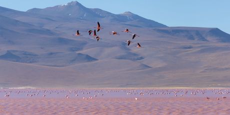 Crvena laguna u Boliviji - 5