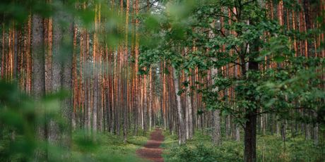 Trail - 1
