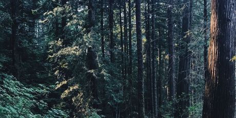Trail - 2