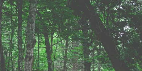 Trail - 3
