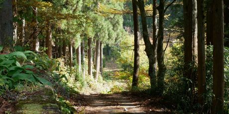 Trail - 4