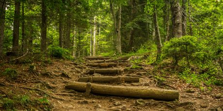 Trail - 5