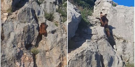 Medvjedić na stijeni (Foto: Screenshot snimke Darija Švagelja)