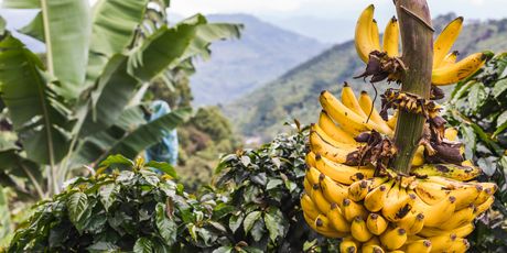 Banane u regiji kave