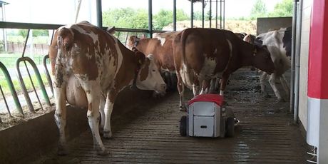 Robot na farmi obitelji Kruljac - 2