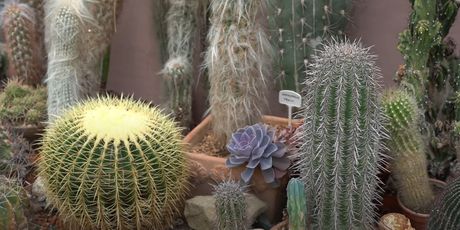 Informer: Kaktusi i sukulenti - 6