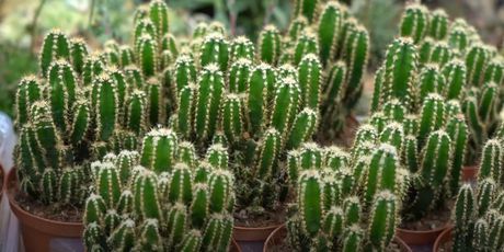 Informer: Kaktusi i sukulenti - 8