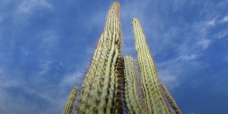 Informer: Kaktusi i sukulenti - 9