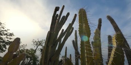 Informer: Kaktusi i sukulenti - 10