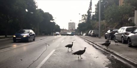 Paunovi prelaze preko ceste u Splitu