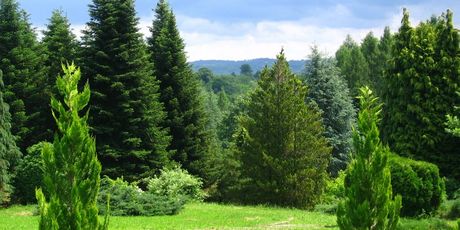 Arboretum Lisičine, Papuk - 1