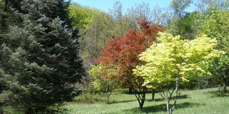 Arboretum Lisičine, Papuk - 2