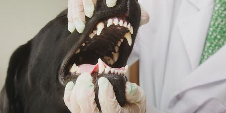 Pas na pregledu zubi
