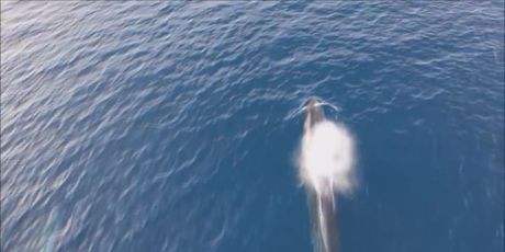 Veliki sjeverni kit u Jadranu - 1