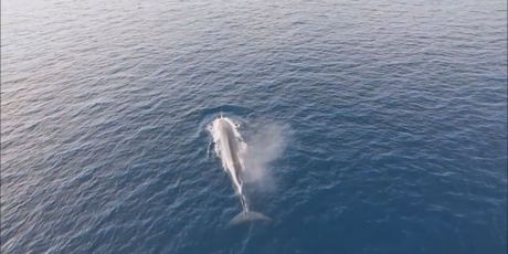 Veliki sjeverni kit u Jadranu - 2