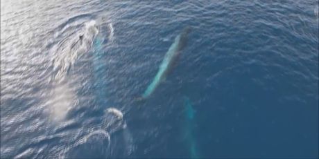 Veliki sjeverni kit u Jadranu - 3