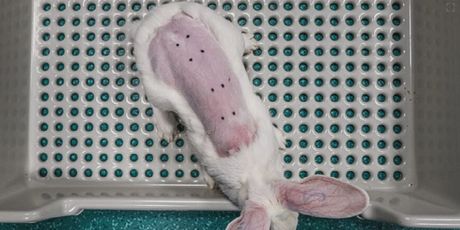 Botoks i životinje, ilustracija - 1