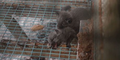 Botoks i životinje, ilustracija - 2