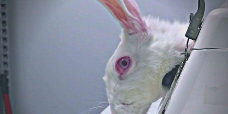 Botoks i životinje, ilustracija - 3