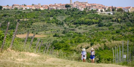 Istria Wine&Walk - 2