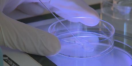 Prva beba s tri roditelja, ilustracija - 2