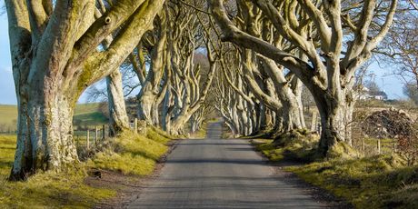 Dark Hedges - 3