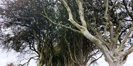 Dark Hedges - 4