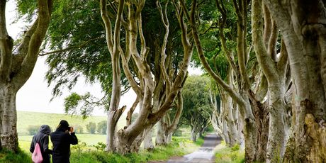 Dark Hedges - 5