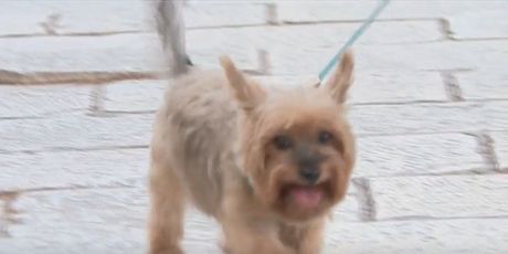 Zaštita kućnih ljubimaca - 2