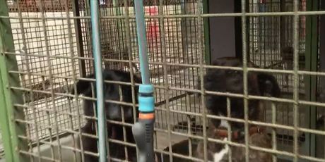 Hrvatska volontira - 2