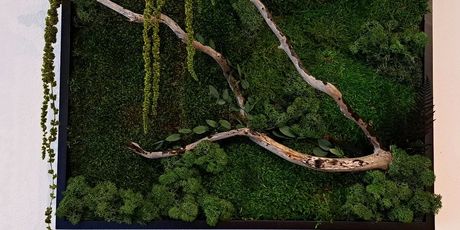 PlantAnt - 3