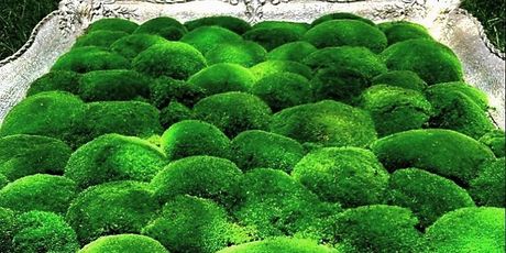 PlantAnt - 5