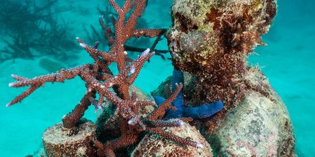 Ocean Sentinels - 5